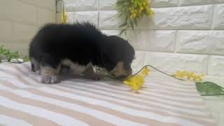 ハーフ犬の動画01