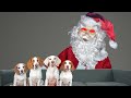 Can These Dogs Beat Evil Santa with Cuteness? Funny Dogs vs Krampus Prank on Christmas!