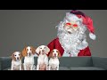 Can These Dogs Beat Evil Santa With Cuteness Funny Dogs Vs Krampus Prank On Christmas