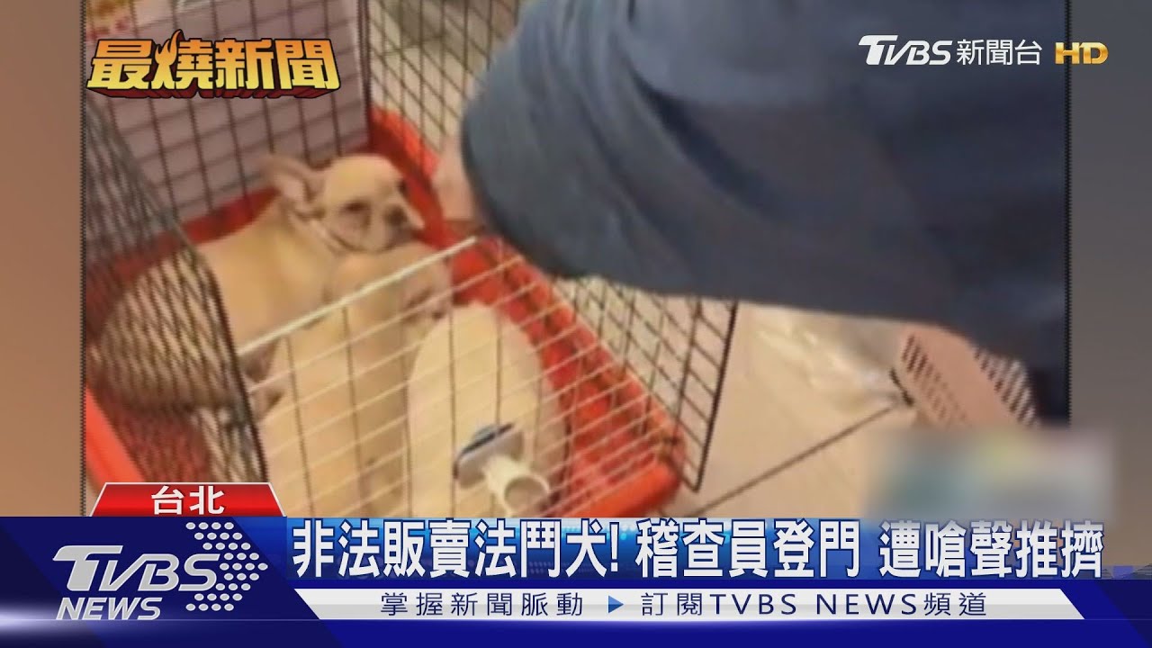 非法販賣法鬥犬！稽查員登門　遭嗆聲推擠