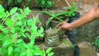 Folk medicine for allergies, bronchitis and asthma - Holy basil