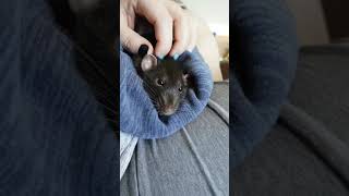 Download lagu Rat Eye Boggle - Ashton mp3