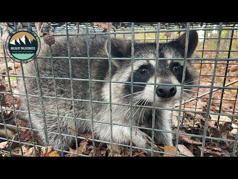 Raccoon and Possum Trapped