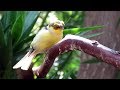 Corona Gloster Canary Singing