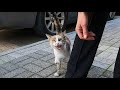 Loud Meowing Calico Cat Is Very Hungry