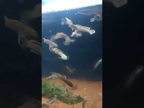 masuk karantina limbata cb rim tebal, kwalitas terbaik #shorts #channa