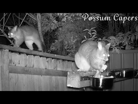 Shy-Guy Thinks Raylene is Becoming More Approachable