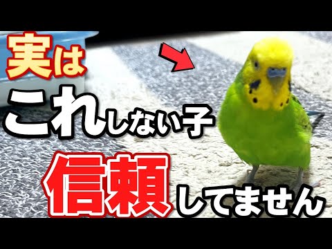 インコを飼いならす方法は？信頼を得る 4 つのヒントとコツ  庭園