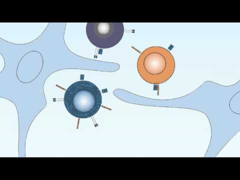 8 1 T Cell Development