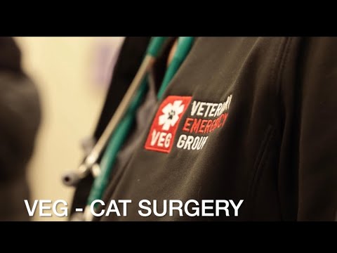 Veterinary surgery! Cat ate rubber bands.