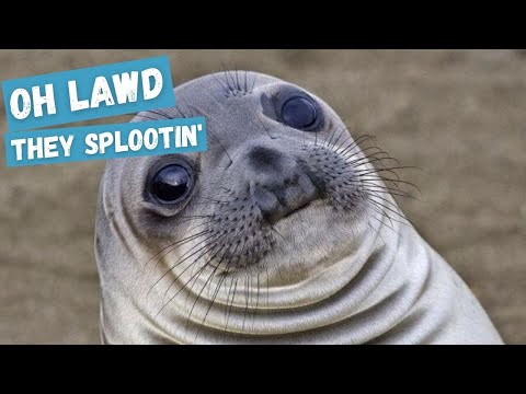 ARCTIC CHONK - WHEREVER I MAY SPLOOT