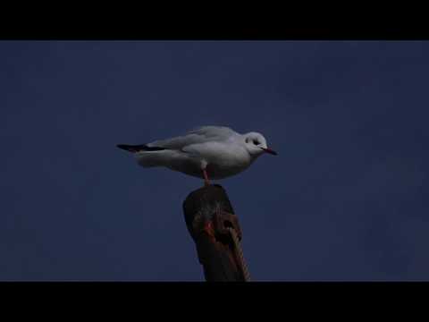 Un vigía en mi palo mayor