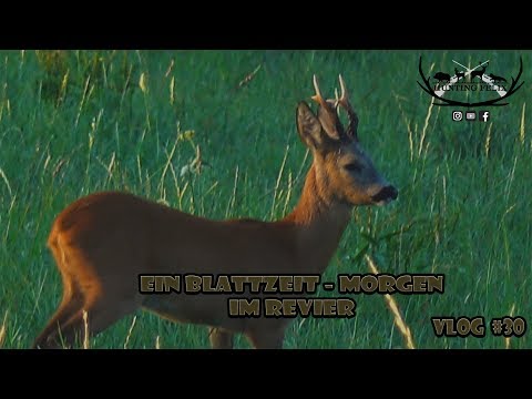 RevierLeben / Ein Blattzeit-Morgen im Revier // Vlog 30
