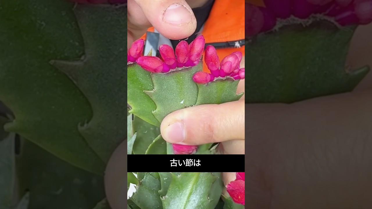 花が終わったら節を取れ！開花量が2倍になる方法