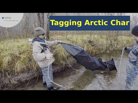 Tagging Arctic Char in Rognan, Norway