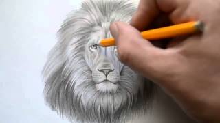 Смотреть онлайн Как поэтапно легко нарисовать голову льва карандашом