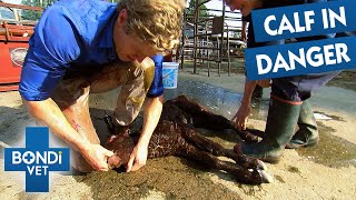 Saving A Cow And Her Calf During A Tough Birth | Bondi Vet