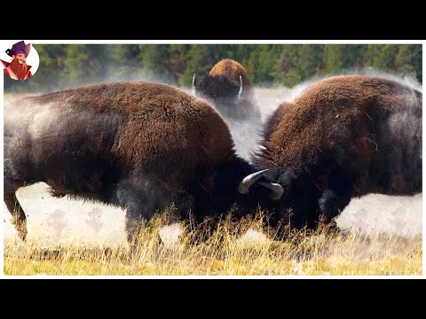 15 FIGHTS FOR SUPREMACY BETWEEN ALPHA MALES