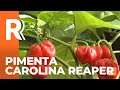 Produção de pimenta Carolina Reaper, a mais ardida do mundo