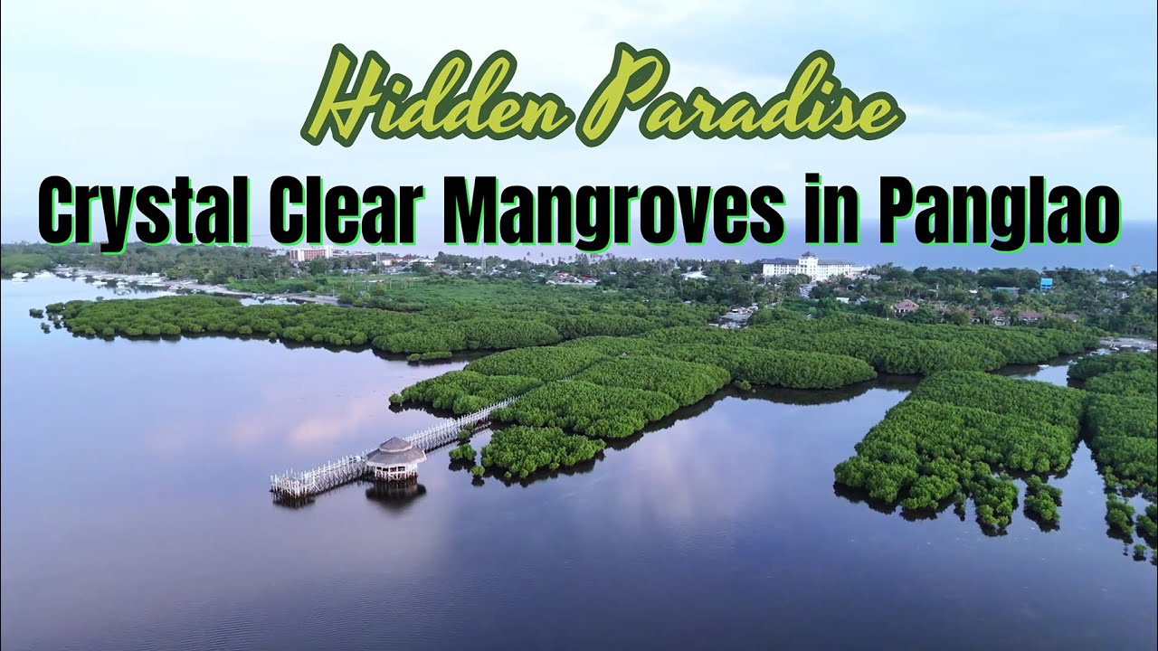 Experience the enchanting aerial seascape of Doljo Mangrove Mini Forest.