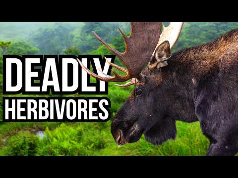 Ranking All 7 Continents By Their Deadliest Herbivore - From Least Deadly To Deadliest