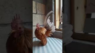 Cock #5 Tier 2