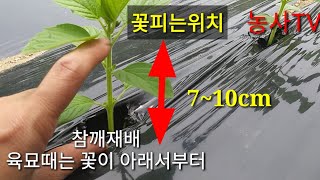 참깨재배-육묘해서 심은 참깨 꽃피는 위치[농사TV]