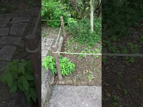 モダンな庭園の多年生植物、草、木  庭園