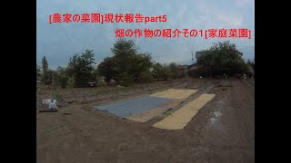 [農家の菜園]21/05/14　栽培の現状報告part5 畑の作物　[家庭菜園]