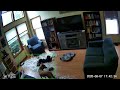 Dogs Destroy A Down Pillow While Owners Are Gone ViralHog