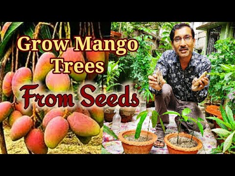 Grow Mango tree from seeds most easily - YouTube