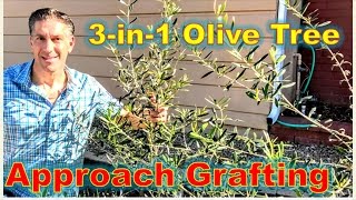 3-IN-1 OLIVE TREE GRAFTING  |  Before & After's Using The APPROACH GRAFTING TECHNIQUE