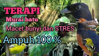 Download lagu Terapi murai batu stres dan macet bunyi mp3