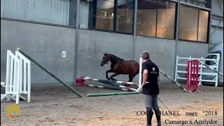 Download lagu COCO CHANEL, Camargo x Acolydor, mare, °2018, Belgian Horse Trading, BHT Back2School 2023 Auction mp3