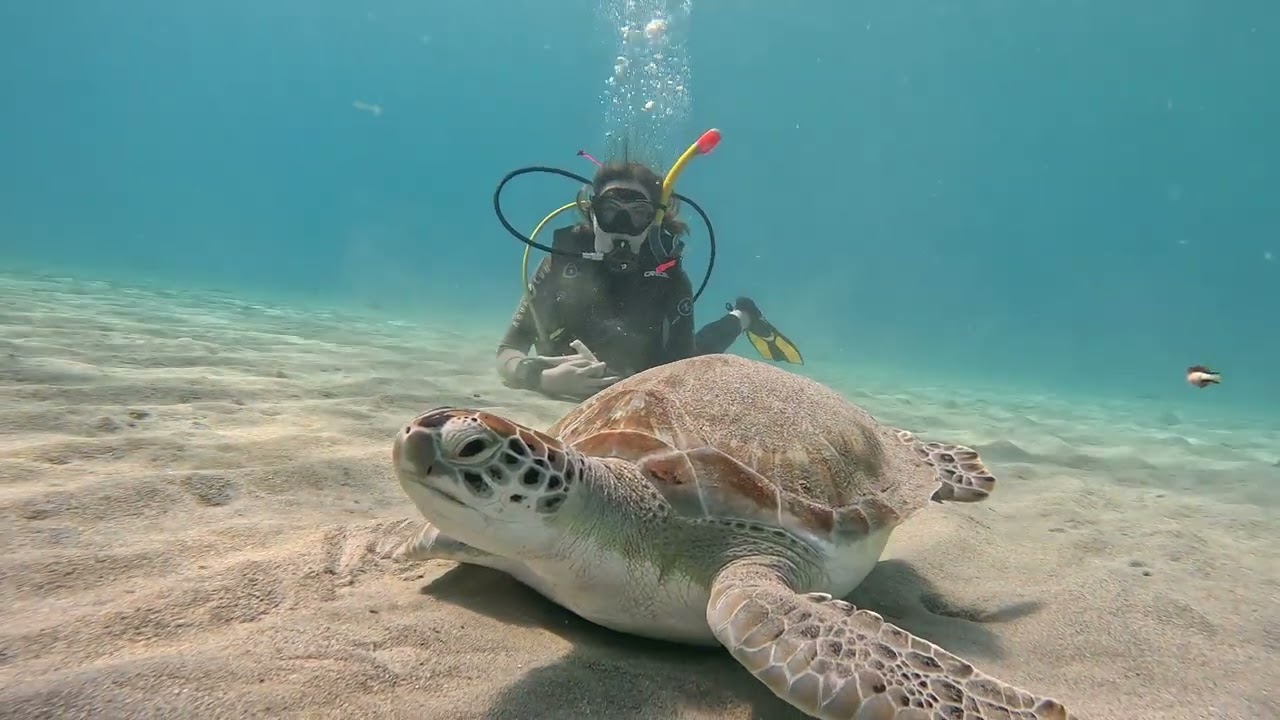 Curacao - Tauchen mit den Meeresschildkröten - Playa Piskado