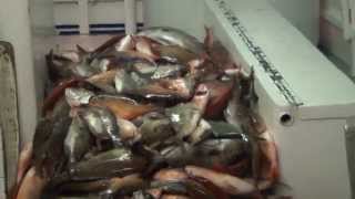 preview picture of video 'Hubbard's Marina: 39 hour long range overnight fishing trip 7/18/14'