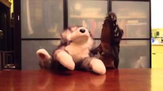 Groovie Ghoulies &quot;Chupacabras&quot; performed by puppets