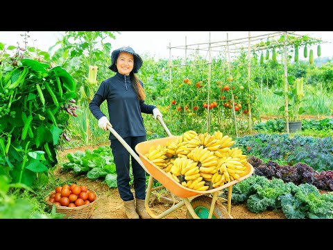 Harvest: Winged Beans, Okra, Tomatoes, Sweet Leaf, Kale Go To The Market To Sell – Build A Farm Life