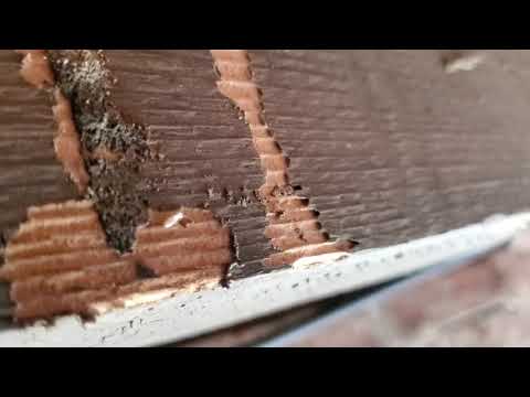 A Closer Look at an Eastern Subterranean Termite in Dayton, NJ