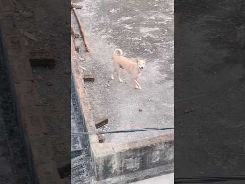 The Game chalange By Dog On Roof #dog #dogs