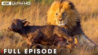 The Most Dangerous Lions in Buffalo Territory | FULL EPISODE | Wildlife Documentary