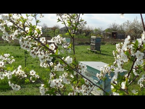 Всё цветёт но не пахнет, любительский точёк