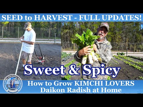 How to Grow KIMCHI Lovers Daikon Radish (SEED to HARVEST) at Home - Sweet & Spicy