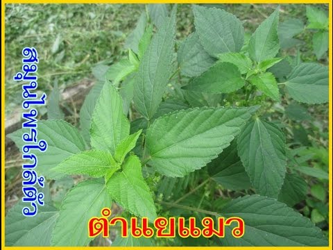 ซึ่งอาจจะเป็นกลากระคายเคือง การรักษา homeopathic ของ neurodermatitis