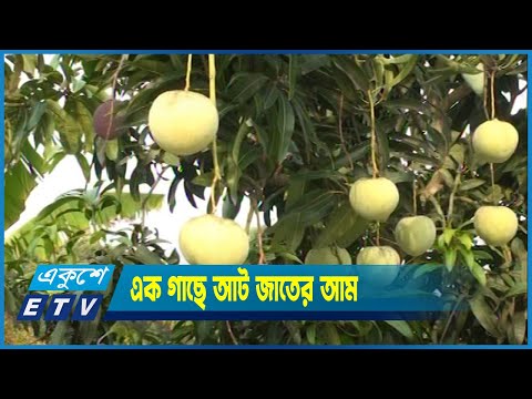 মাদারীপুর এক গাছে ধরেছে আট জাতের আম