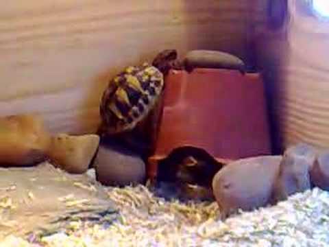 tortoise trying to climb - DOZY