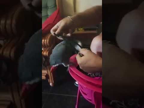 Putting the BBB Flyper diaper on a parrot