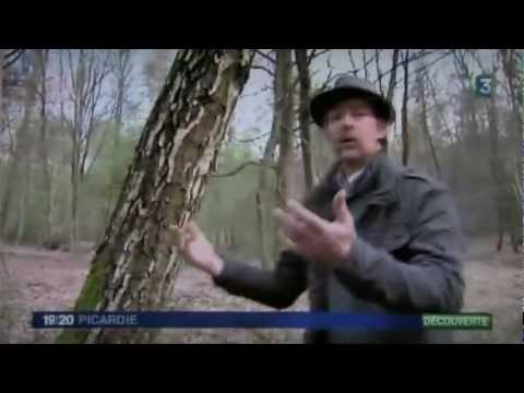 Vidéo YouTube