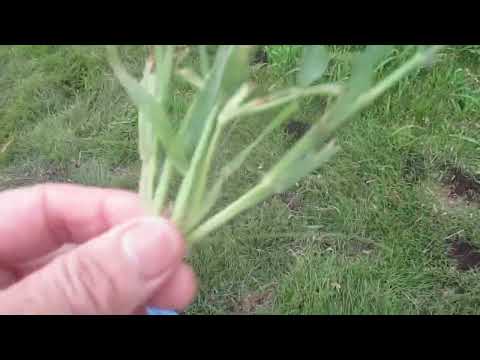 芝生の雑草と戦う トピックス