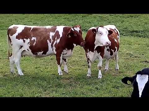 Mucche al pascolo-Cima Sappada